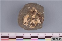 藏品(螃蟹)的圖片